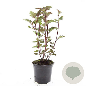 Physocarpus opulif. 'Red Baron' GM C1.3