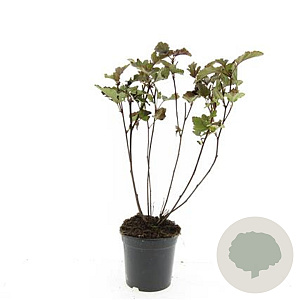 Physocarpus opulif. 'Red Baron' GM C1.3