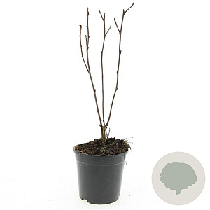 Physocarpus opulif. 'Red Baron' GM C1.3