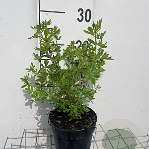Potentilla f. 'Abbotswood' GM C1.3