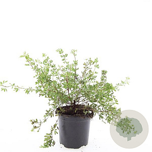 Potentilla f. 'Abbotswood' GM C1.3