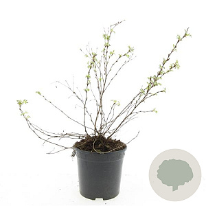 Potentilla f. 'Abbotswood' GM C1.3