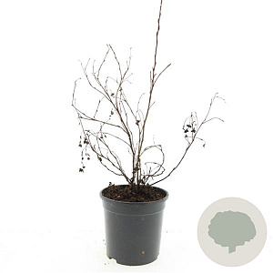 Potentilla f. 'Goldfinger' GM C1.3