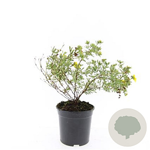 Potentilla f. 'Goldfinger' GM C1.3