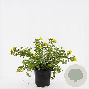 Potentilla f. 'Goldfinger' GM C1.3