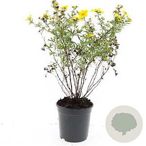 Potentilla f. 'Goldfinger' GM C1.3