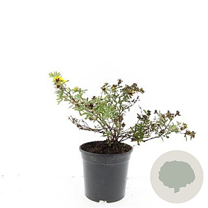 Potentilla f. 'Goldstar' GM C1.3