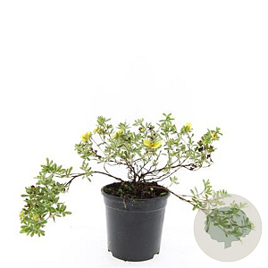 Potentilla f. 'Goldstar' GM C1.3