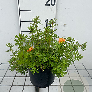 Potentilla f. 'Red Ace' GM C1.3