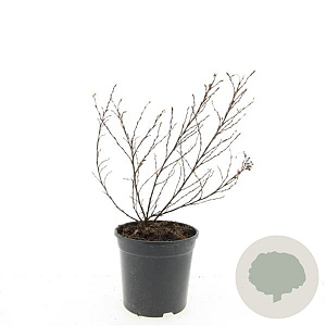 Potentilla f. 'Tangerine' GM C1.3