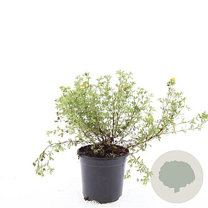 Potentilla f. 'Tangerine' GM C1.3