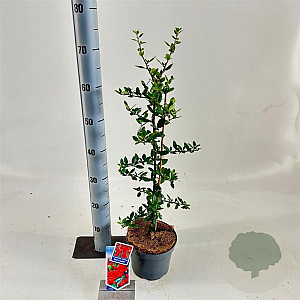 Pyracantha cocc. 'Red Column' 70 cm 2,0L met stok