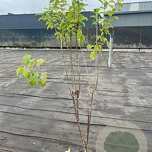 Rhamnus cathartica 100-125 cm 5,0L