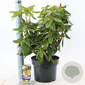 Rhododendron 'Nancy Evans' 30-40 cm 5,0L