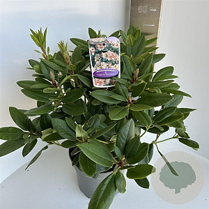 Rhododendron 'Virginia Richards' 40-50 cm 5,0L