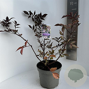 Sambucus nigra Black Beauty 30-35 cm 5,0L