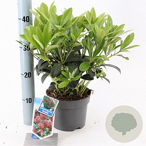 Skimmia j. 'Rubella' 20-25 cm 2,0L