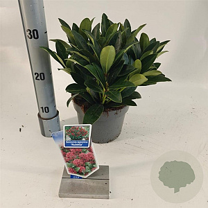 Skimmia j. 'Rubella' 20-25 cm 2,0L