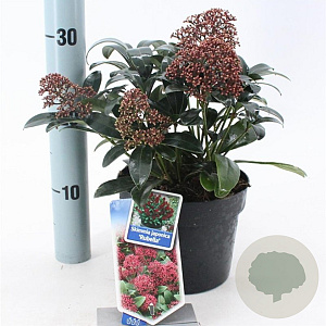 Skimmia j. 'Rubella' 20-25 cm 2,0L