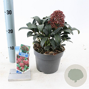 Skimmia j. 'Rubella' 20-25 cm 2,0L