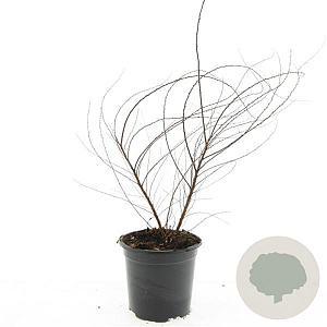 Spiraea arguta GM C1.3