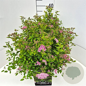 Spiraea jap. 'Little Princess' 40-45 cm 10L