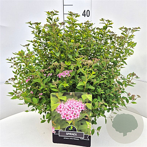 Spiraea jap. 'Little Princess' 40-45 cm 10L
