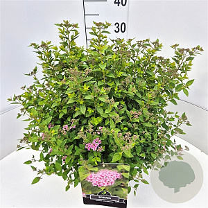 Spiraea jap. 'Little Princess' 40-45 cm 10L