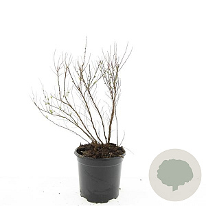 Spiraea thunbergii GM C1.3