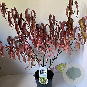 Stachyurus chin. 'Celina' 50-60 cm 3,0L