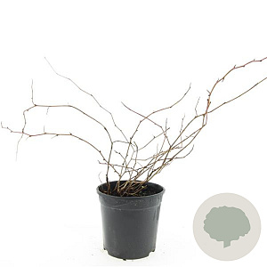 Stephanandra incisa 'Crispa' GM C1.3