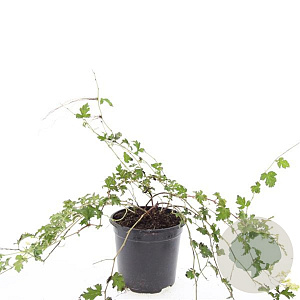 Stephanandra incisa 'Crispa' GM C1.3