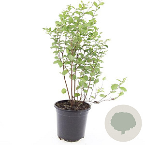 Symphoricarpos d. 'Mother of Pearl' GM C1.3