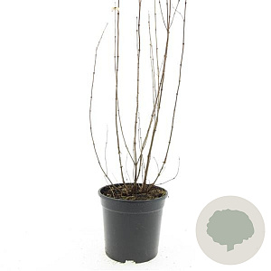 Symphoricarpos d. 'Mother of Pearl' GM C1.3