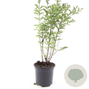 Symphoricarpos Magical Candy GM C1.3