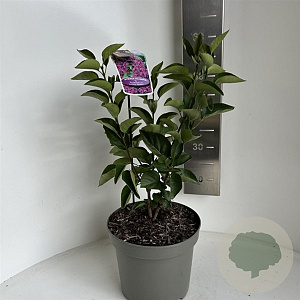 Syringa v. 'And. an Ludwig Späth' 30-40 cm 5,0L