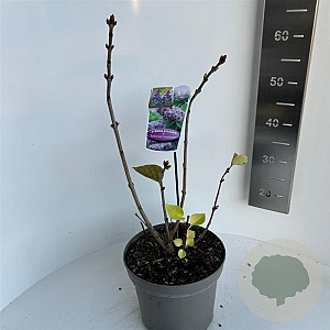 Syringa v. 'Katherine Havemeyer' 30-40 cm 5,0L