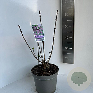 Syringa v. 'Michel Buchner' 40 cm 