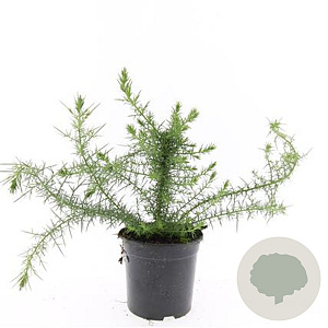 Ulex europaeus GM C1.3