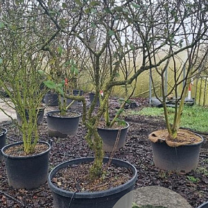 Viburnum burkwoodii 200-250 cm cont. 250L solitair