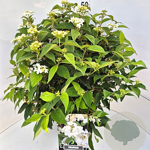 Viburnum plic. 'Watanabe' 40-60 cm 10L