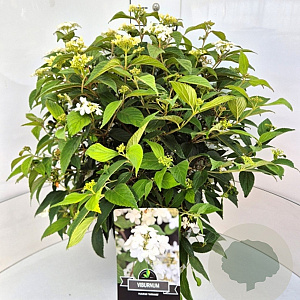 Viburnum plic. 'Watanabe' 40-60 cm 10L
