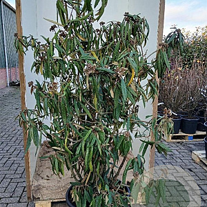 Viburnum rhytidophyllum 150-175 cm cont. 70L najaarspotting