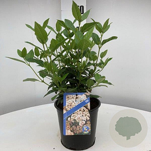 Viburnum tinus 25-30 cm 2,0L