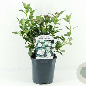 Viburnum tinus 25-30 cm 2,0L