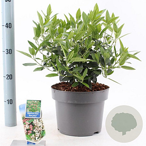 Viburnum tin. 'Eve Price' 35-45 cm 5,0L