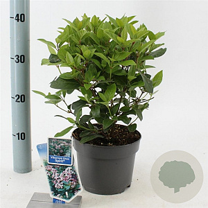 Viburnum tin. Spirit 25-30 cm 2,0L