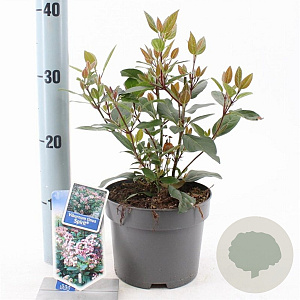 Viburnum tin. Spirit 25-30 cm 2,0L
