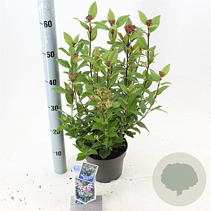 Viburnum tin. Spirit 25-30 cm 2,0L