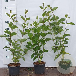 Cornus alba 60-80 cm 2,0L